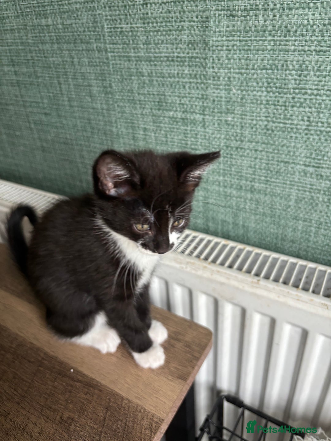 Mixed Breed cats for sale: Adorable kitten - Image 1