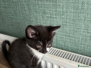 Mixed Breed cats - Advert 21