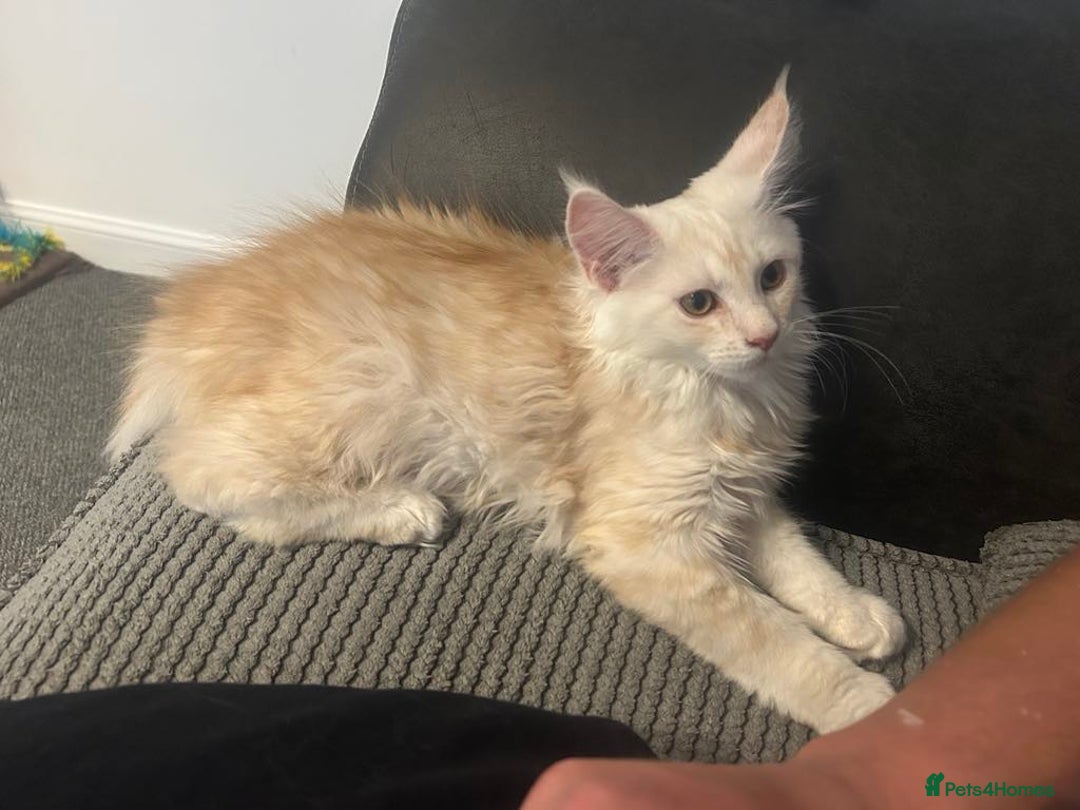 Maine Coon cats for sale: Main Coon kittens for sale - Image 29
