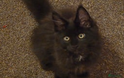 Maine Coon cats for sale: TICA reg Maine coon kittens - Image 5