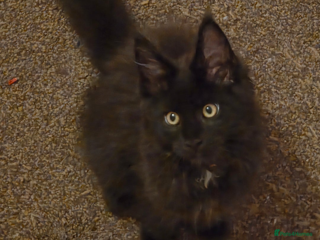 Maine Coon cats for sale: TICA reg Maine coon kittens - Image 5