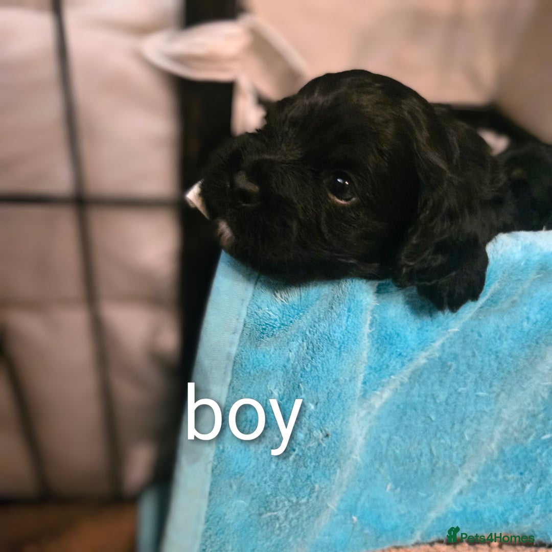 Cavapoo dogs for sale: Teddy bear F1 caverpoos  - Image 12