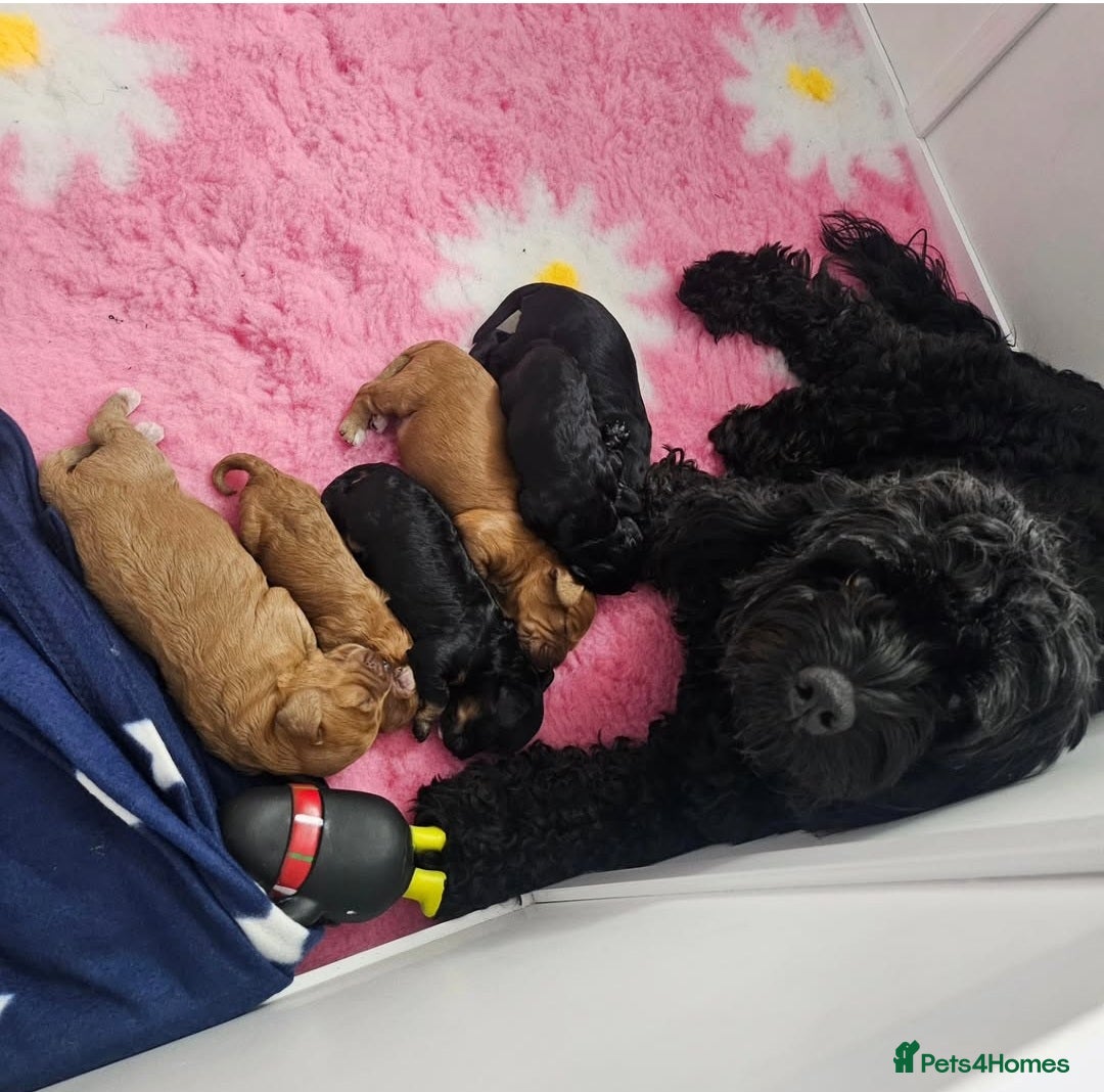 Cavapoo dogs Gorgeous F1b Toy Cavapoo Babies   - Advert 8