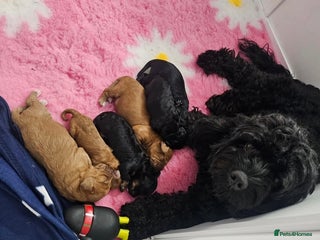 Cavapoo dogs Gorgeous F1b Toy Cavapoo Babies - Advert 11
