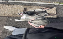 Mixed Breed dogs for sale: Cover - Image 1