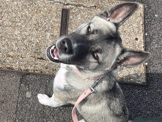 Mixed Breed dogs - Advert 16