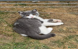 British Shorthair cats for sale: Gorgeous 2 female grey kittens for sale - Image 10