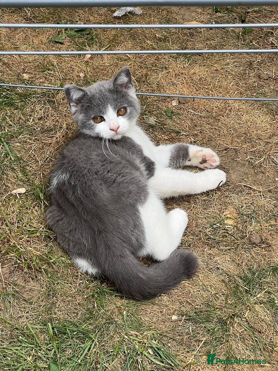 British Shorthair cats for sale: Gorgeous 2 female grey kittens for sale - Image 10
