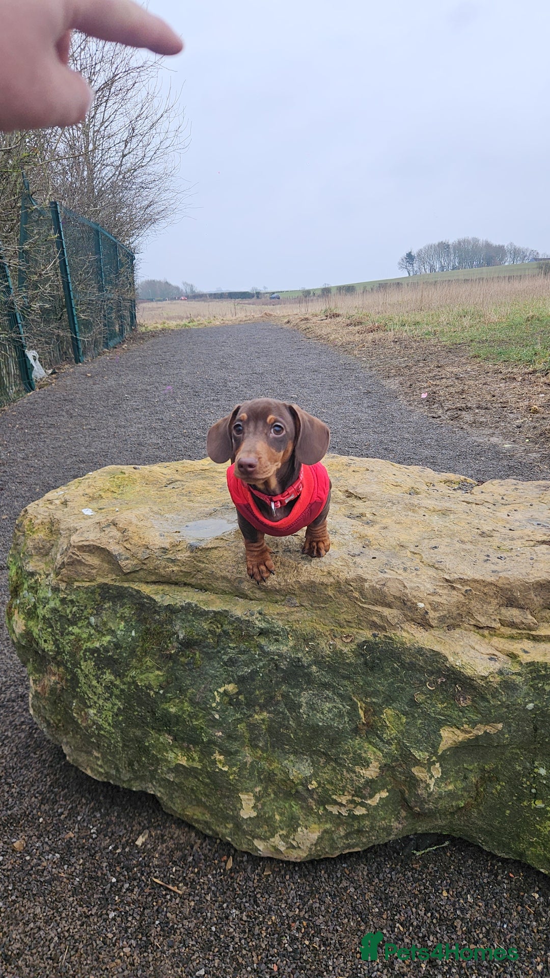 Miniature Dachshund dogs for stud: STUD available  - Image 25