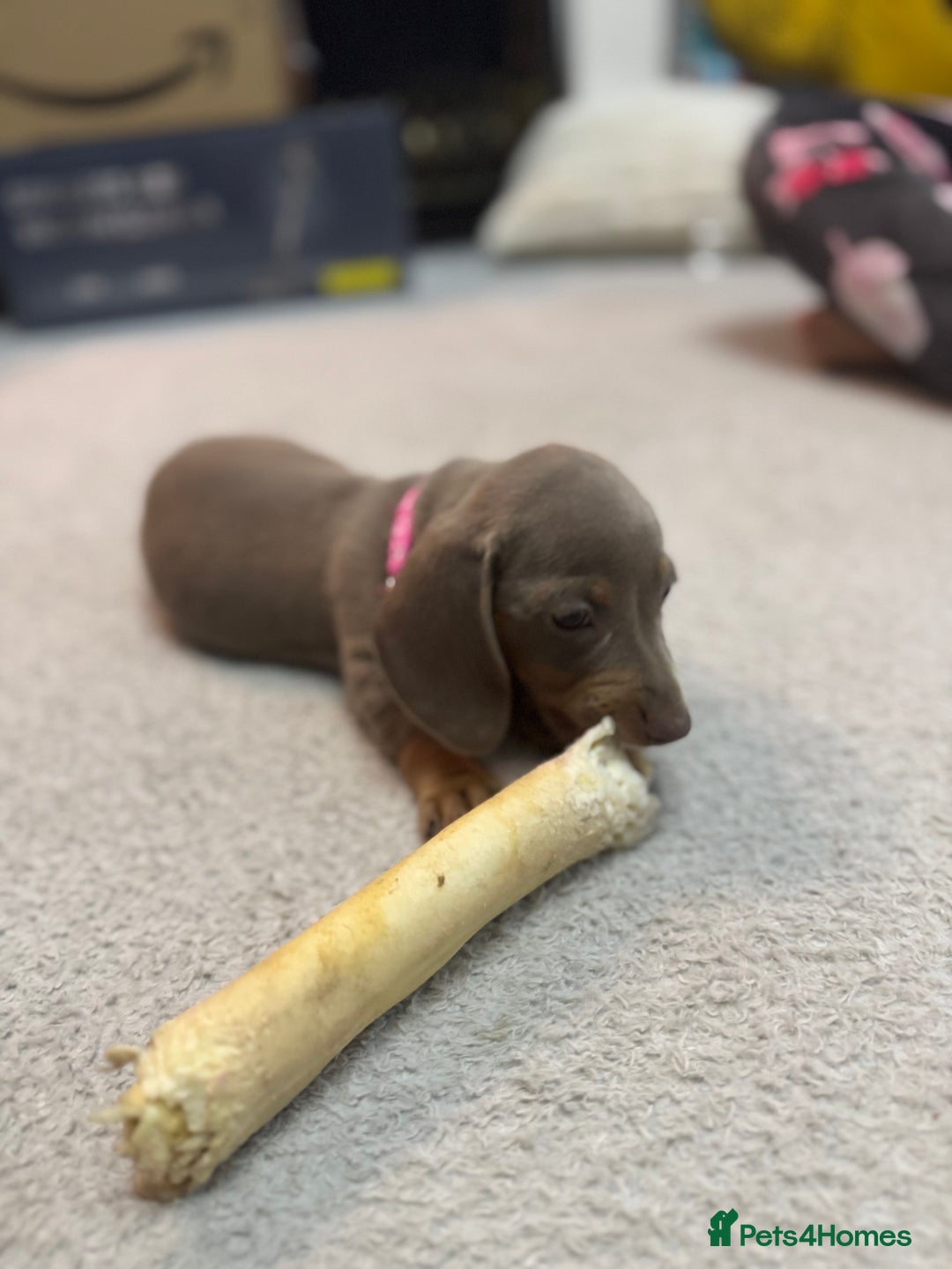 Miniature Dachshund dogs for sale: READY NOW  - Advert 3