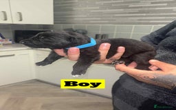 German Shepherd dogs for sale: German shepherd puppies  - Image 8