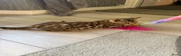 Bengal cats for sale: ⭐️ Ready now- STUNNING TICA REG ⭐️FEMALE BENGAL⭐️ - Advert 7