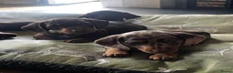 Miniature Dachshund dogs for sale: ONE Gorgeous boy Health tested KC parents  - Advert 3