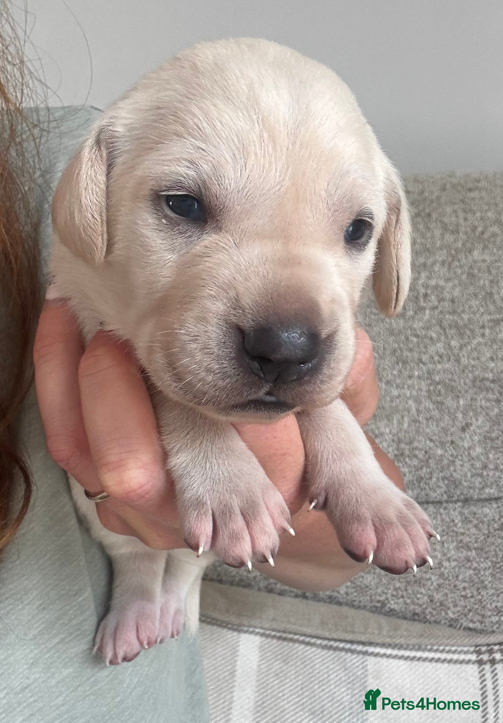 Mixed Breed dogs Beautiful Labrador x Pointer Puppies  - Advert 2