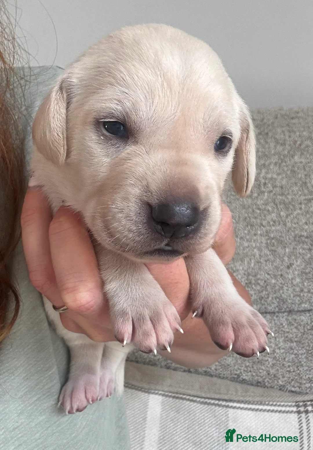 Mixed Breed dogs for sale: Beautiful Labrador x Pointer Puppies  - Advert 2
