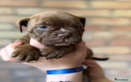 Mixed Breed dogs for sale: Bulldog de Bordeaux  - Image 26