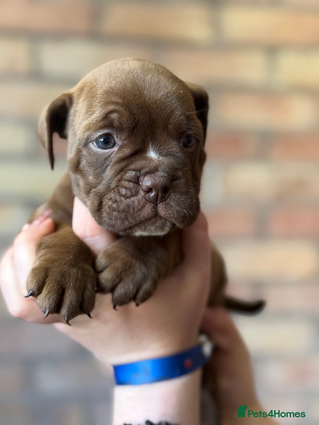 Mixed Breed dogs for sale: Bulldog de Bordeaux  - Image 26