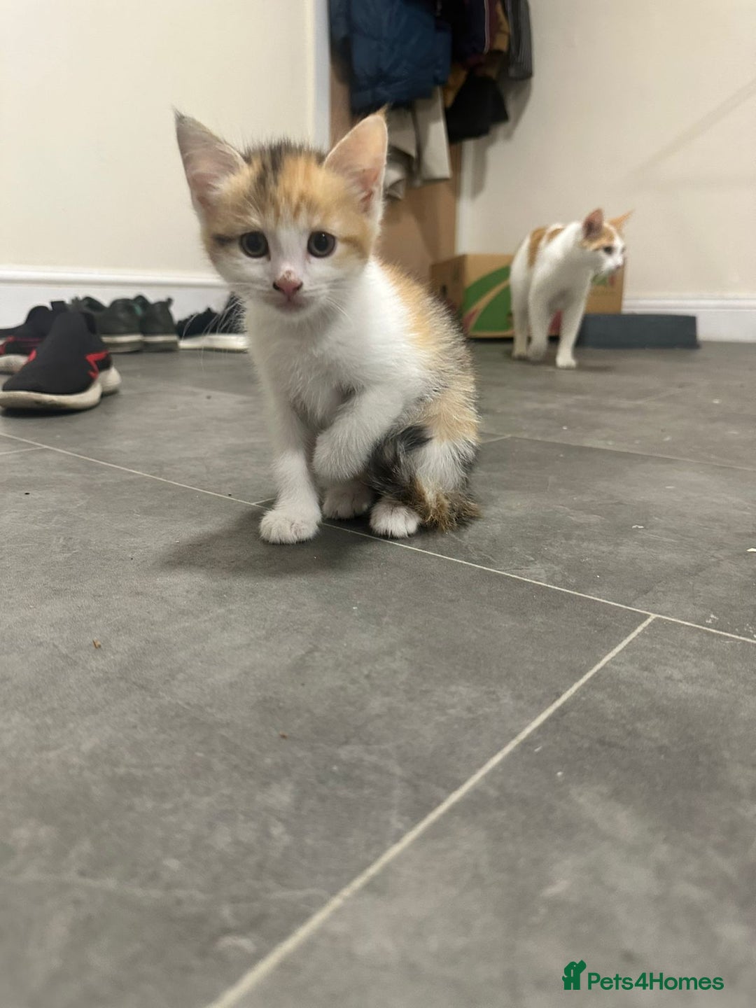 Domestic Shorthair cats for sale: Kitten & cat for sale - Image 3