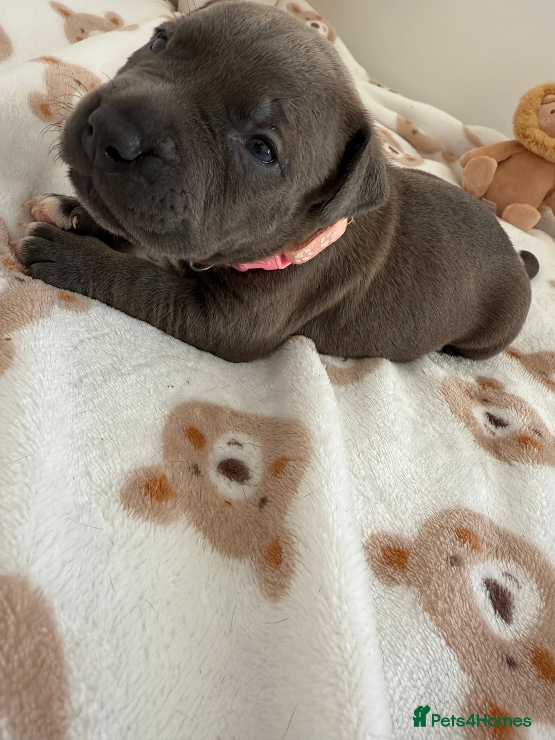 Staffordshire Bull Terrier dogs for sale: Beautiful puppies Staffordshire bull terrier  - Image 12