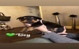 Rottweiler dogs for sale: Stunning Rottweiler puppies ✨ - Image 7