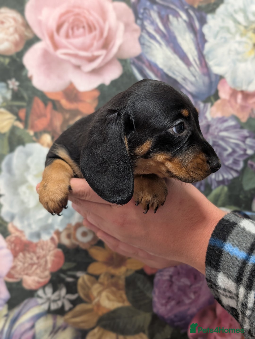 Dachshund dogs for sale: Miniature dachshund  - Image 10