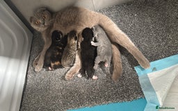 Scottish Fold cats for sale: Kittens - Image 7