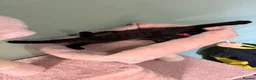 Mixed Breed cats for sale: Black kitten for sale  - Advert 7