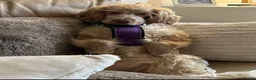 Cocker Spaniel dogs for sale: 🤎 beautiful chocolate 7 show-type cocker spaniel  - Advert 21