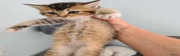 Scottish Fold cats for sale: 6 Scottish fold kittens - Advert 6