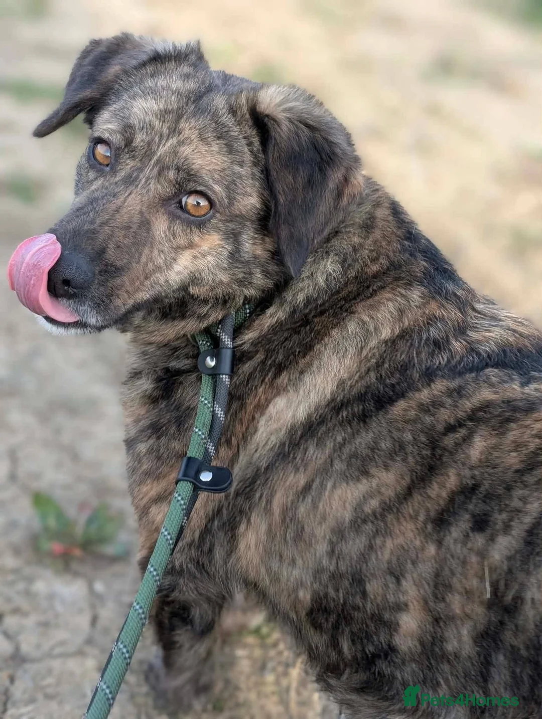 Mixed Breed dogs for adoption: Meet Brownie, currently residing in Essex  in Frinton-on-Sea - Advert 6