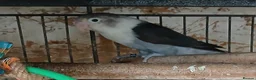 Lovebirds birds for sale: Lovebirds dna'd fischers lovebirds  - Advert 8