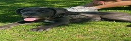 Cane Corso dogs for stud: BLUE CANE CORSO FOR STUD - Advert 9