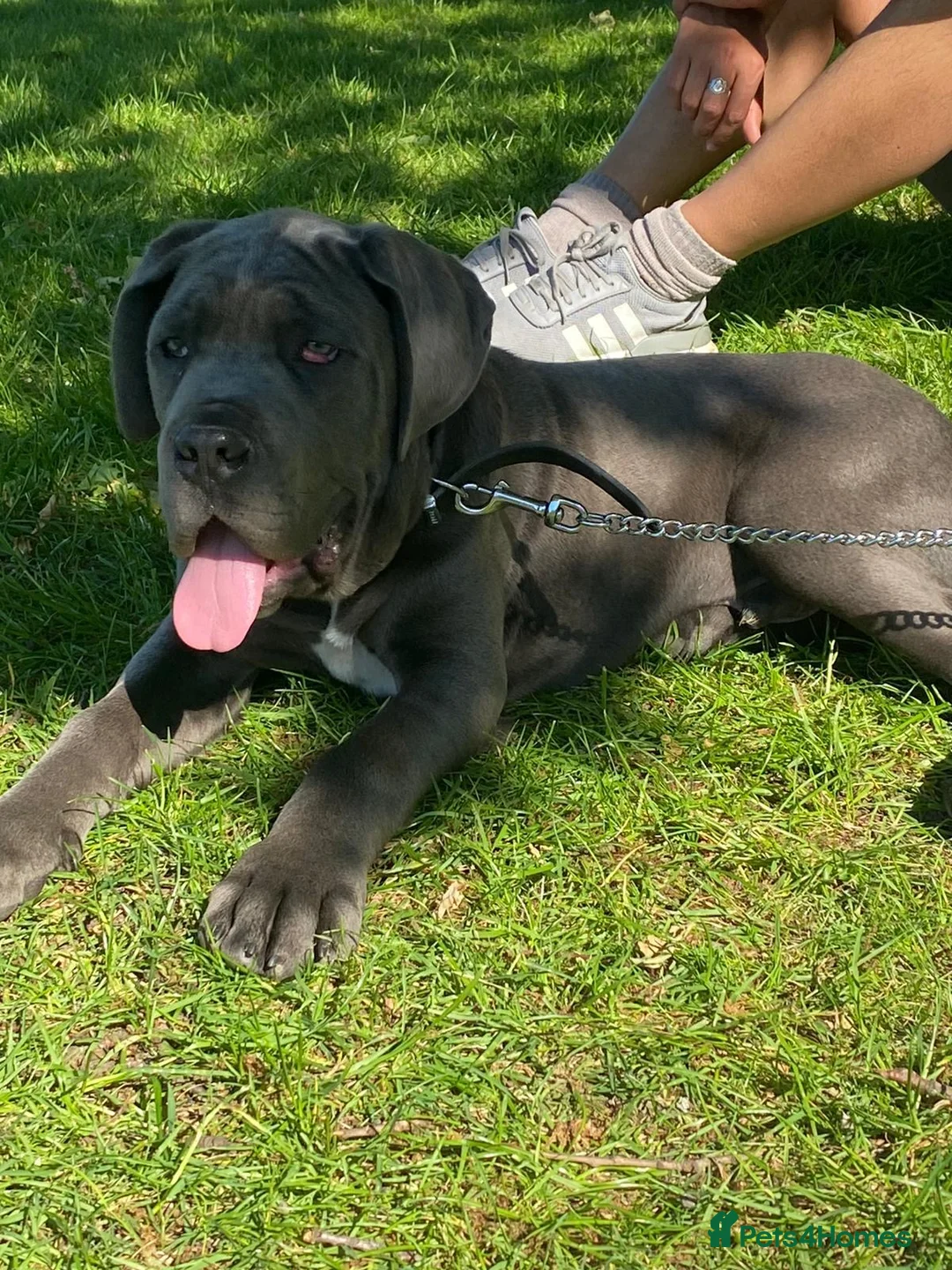 Cane Corso dogs for stud: BLUE CANE CORSO FOR STUD - Advert 9