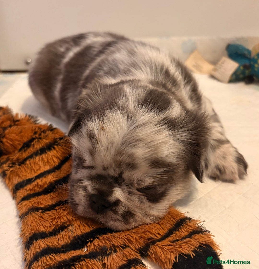 French Bulldog dogs for sale: *Fluffy Merle French Bulldog Pups* - Image 7