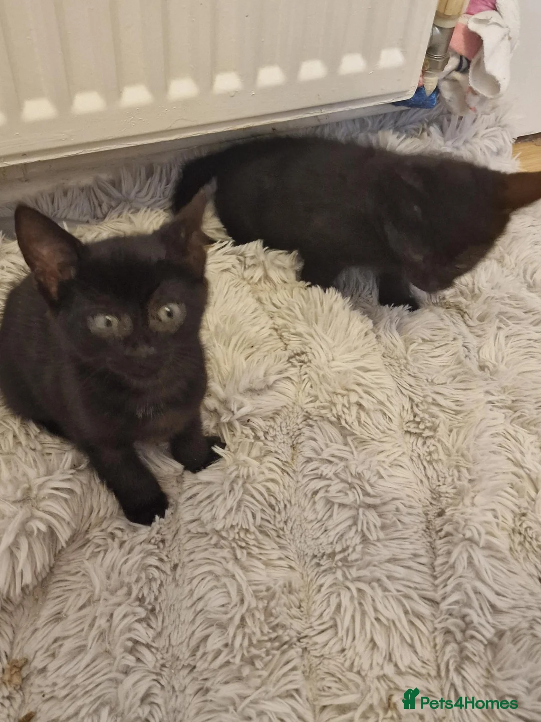 British Shorthair cats for sale: Black  in Ventnor - Advert 1