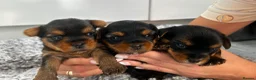Yorkshire Terrier dogs for sale: Beautiful Yorkshire Terrier Puppies for Sale - Advert 6