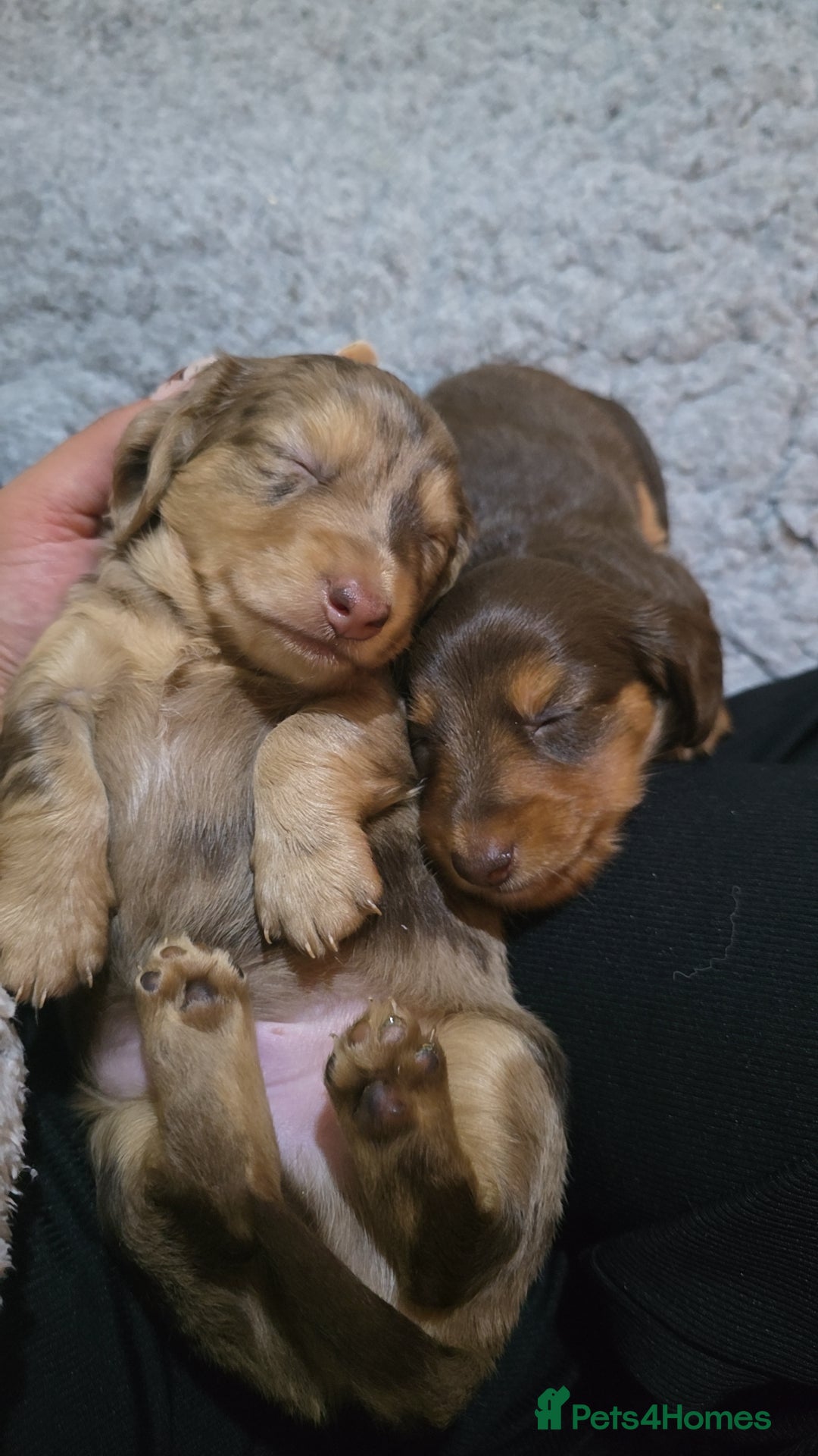 Miniature Dachshund dogs for sale: Miniature dachshund Puppies - Advert 23