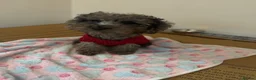 Miniature Poodle dogs for sale: I have two amazing puppies  in Enfield - Advert 3