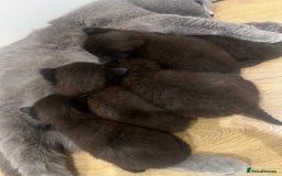 British Shorthair cats for sale: Stunning Brown/Grey Mix British Shorthair Kittens - Advert 2