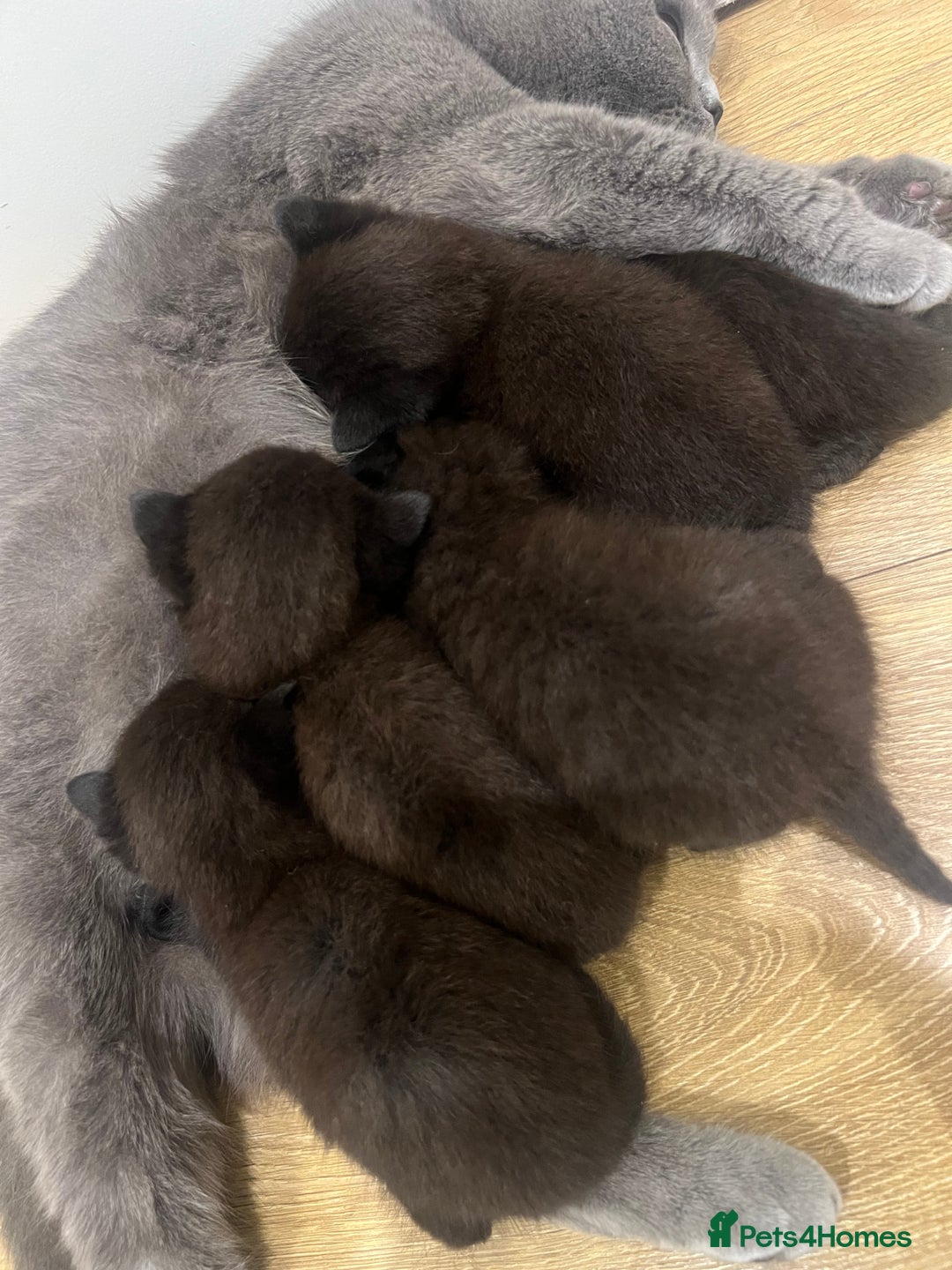 British Shorthair cats for sale: Stunning Brown/Grey Mix British Shorthair Kittens - Advert 2
