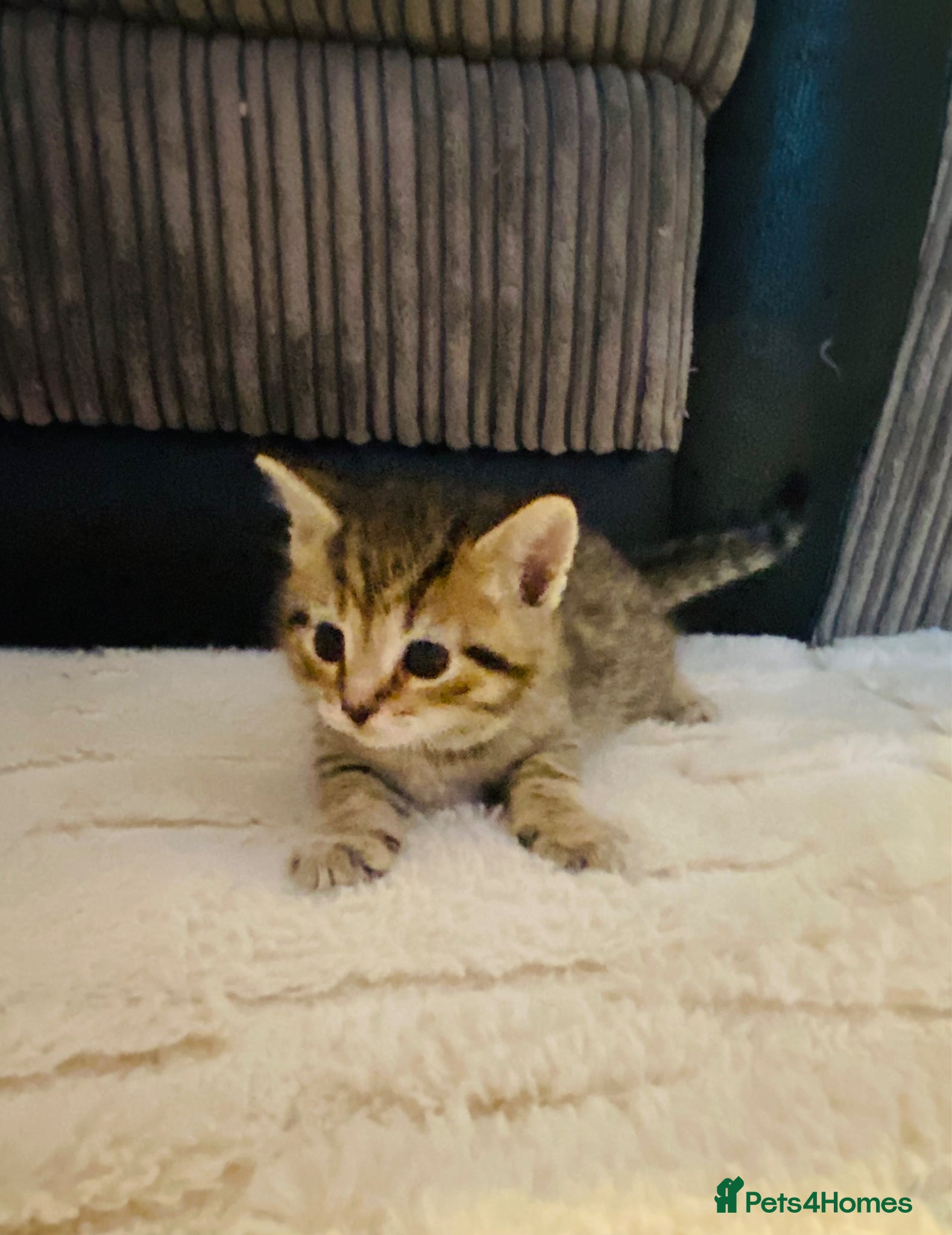 Mixed Breed cats 5 Gorgeous Bengal x kittens  - Advert 5