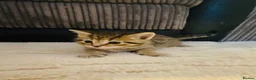 Mixed Breed cats for sale: 5 Gorgeous Bengal x kittens  - Advert 4