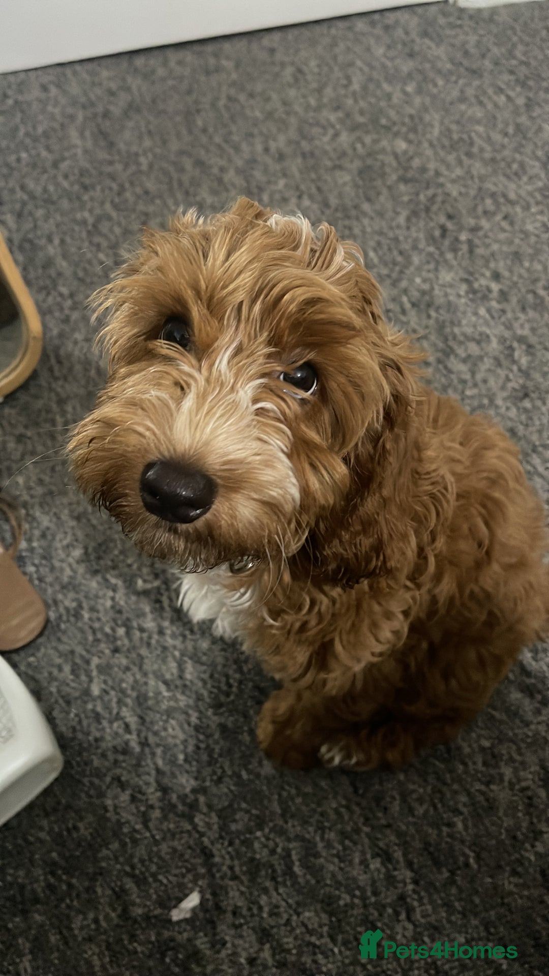Goldendoodle dogs for stud: Free Mini Goldendoodle for stud  in Brentwood - Image 2