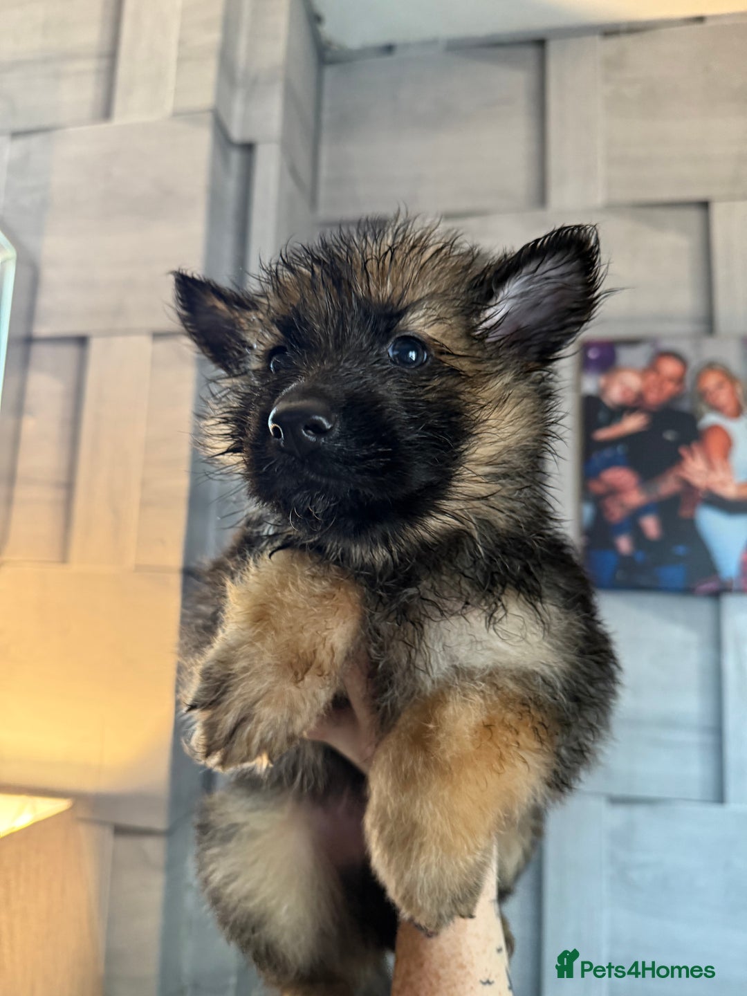 German Shepherd dogs for sale: German shepherd  - Image 5