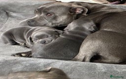 Staffordshire Bull Terrier dogs for sale: Oriented Staffie - Image 4