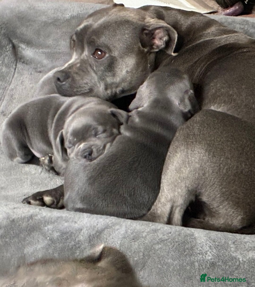 Staffordshire Bull Terrier dogs for sale: Oriented Staffie - Image 4