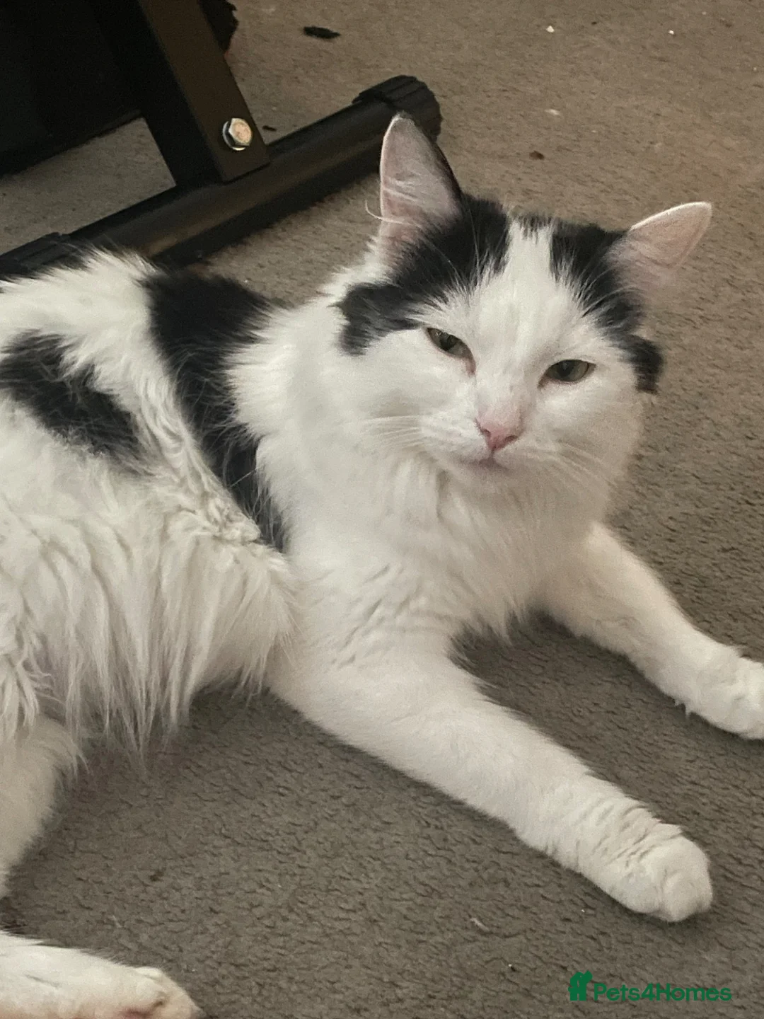 Mixed Breed cats for sale: 1 male kitten left - Advert 2