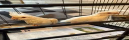 Cockatiels birds for sale: Baby Cockatiels- Albino White - Advert 1