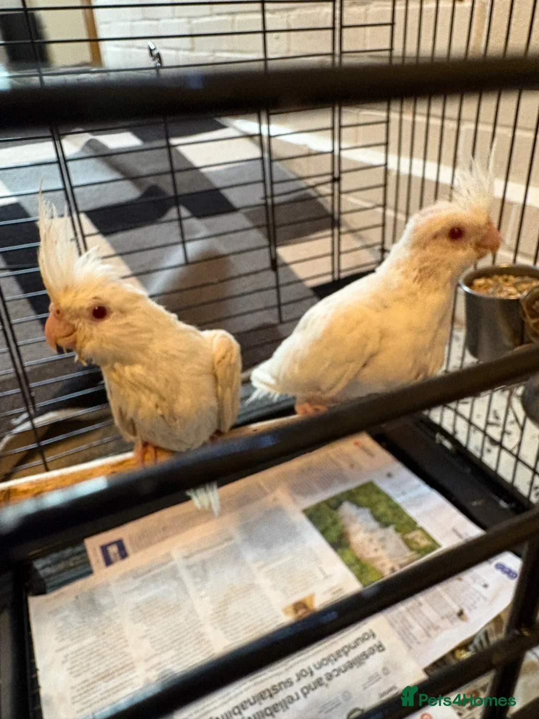 Cockatiels birds for sale: Baby Cockatiels- Albino White - Advert 1
