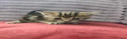 Mixed Breed cats for sale: Mom and babies  in Brierley Hill - Advert 2